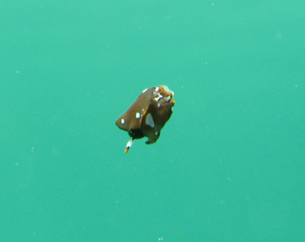 海の胡蝶蘭 隠岐の国ダイビングブログ